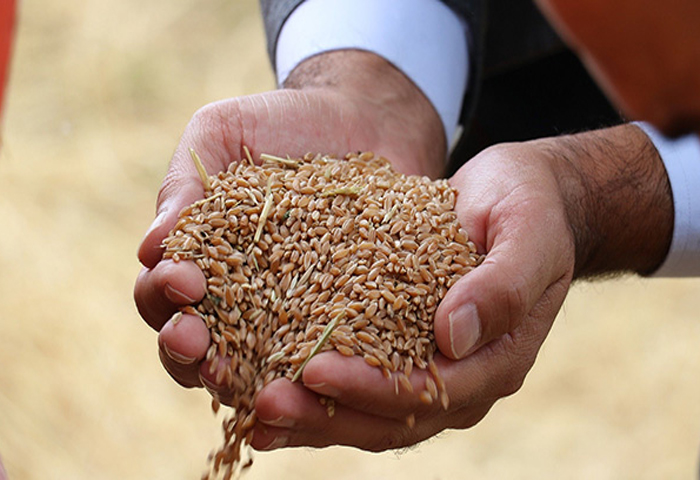 2 bin yllk ata tohumu Sivas'ta buday verdi