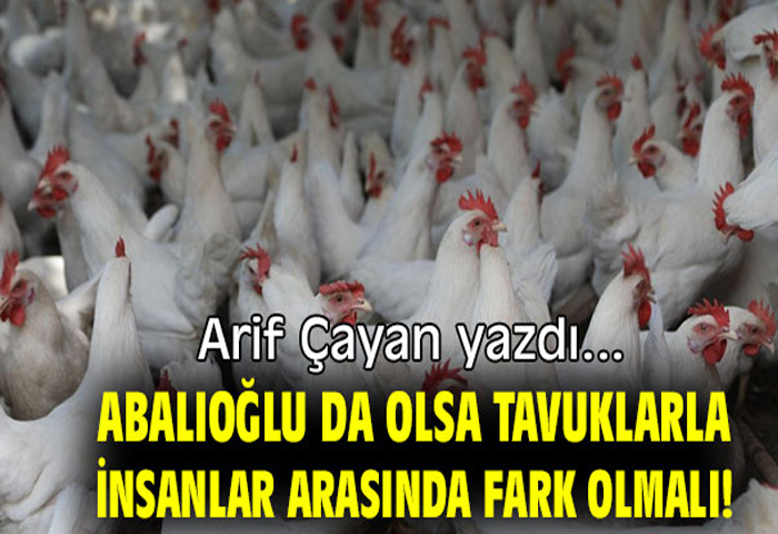 Abalolu da olsa tavuklarla insanlar arasnda fark olmal!