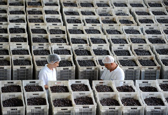 Yl sonuna kadar Gemlik zeytini Katar sofralarnda yer alacak
